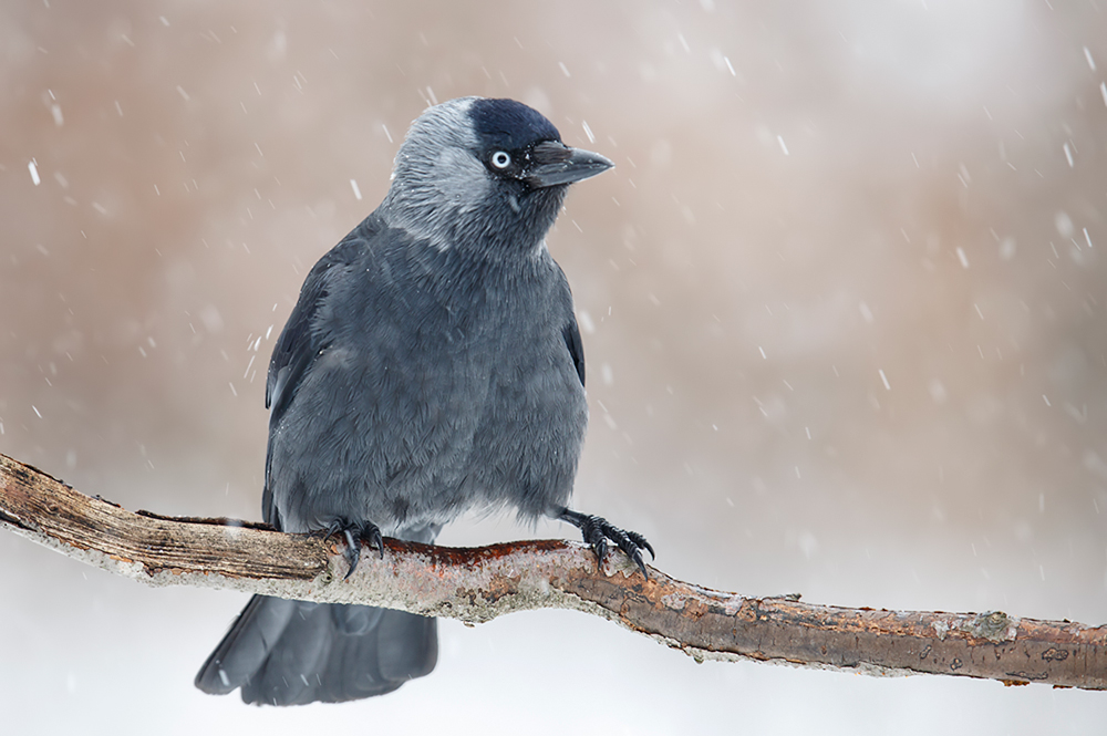 Dohle im Schneetreiben