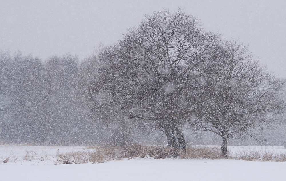 Der letzte Schneefall