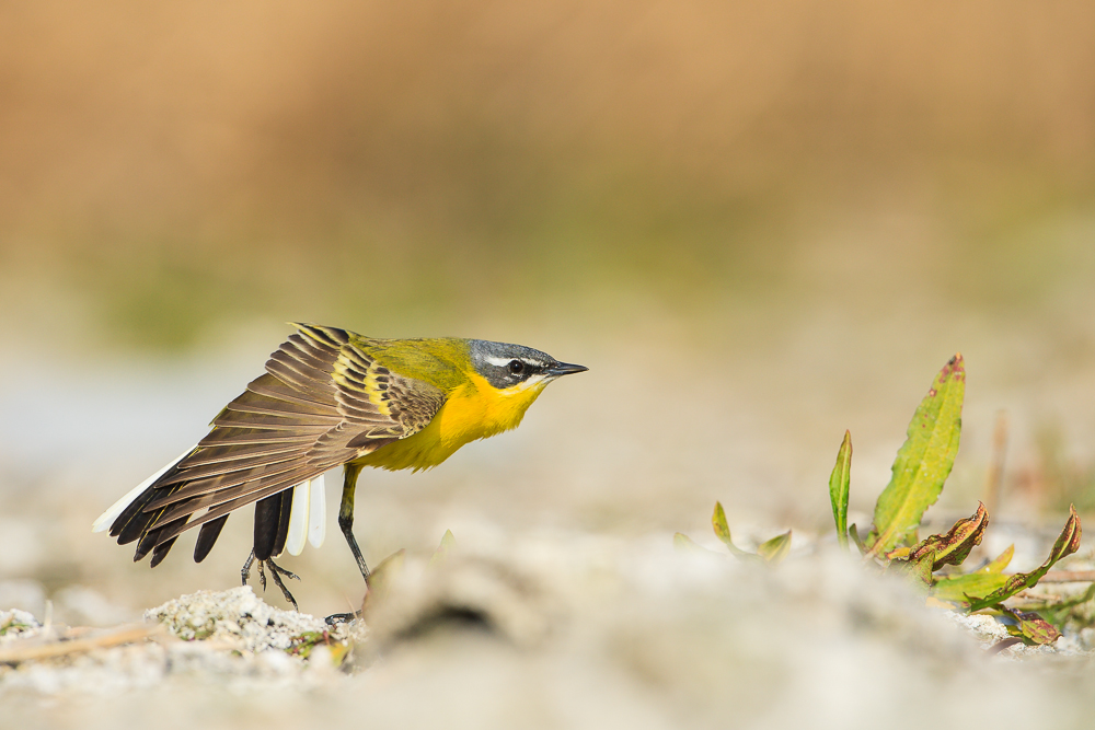 Western Yellow Wagteil