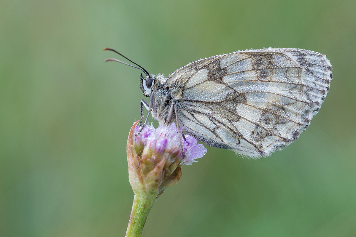 Schachbrettfalter