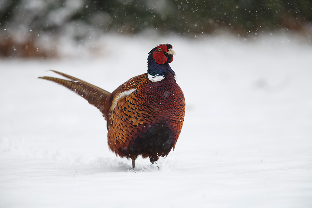 Fasanenhahn im Schnee