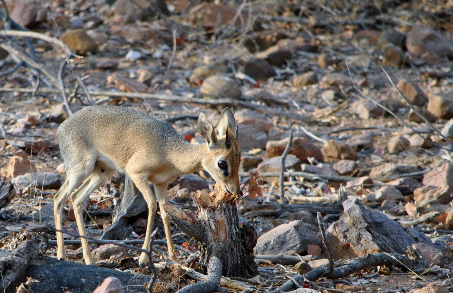 Dikdik