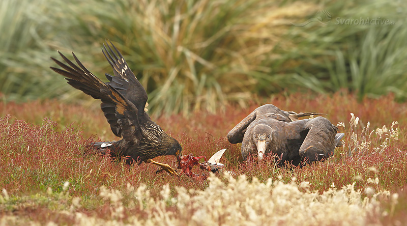 Johnny Rook (Phalcoboenus australis)