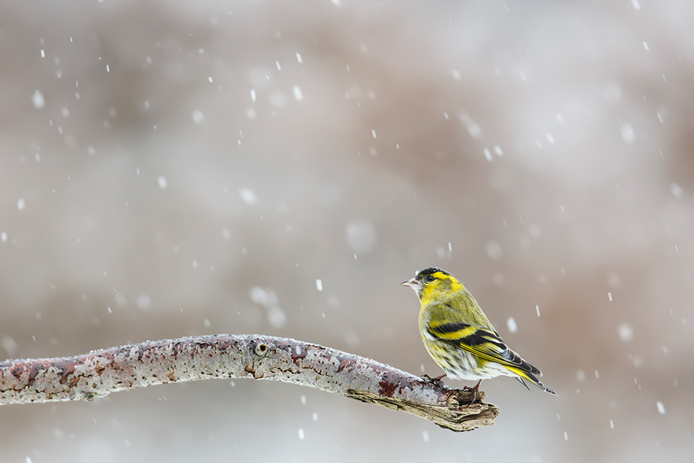 Erlenzeisig (Carduelis spinus)