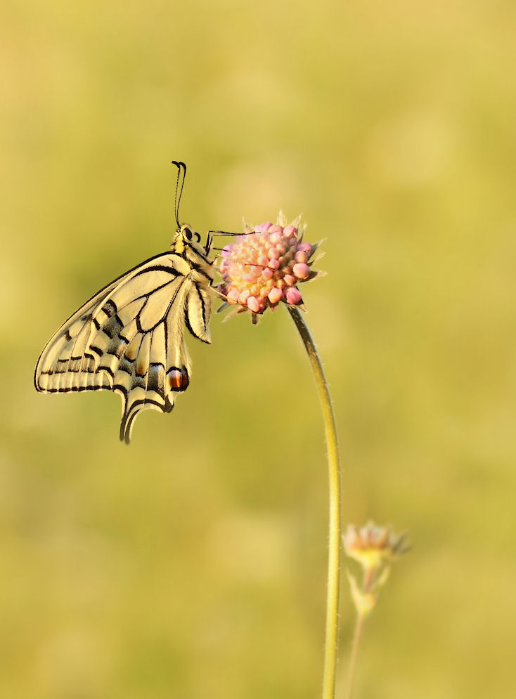 An diesem Sommermorgen