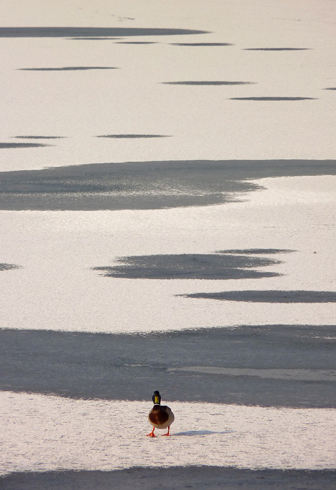 Alone on Ice