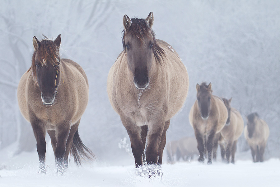 Koniks im Winter