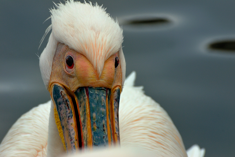 Pelikan Portrait