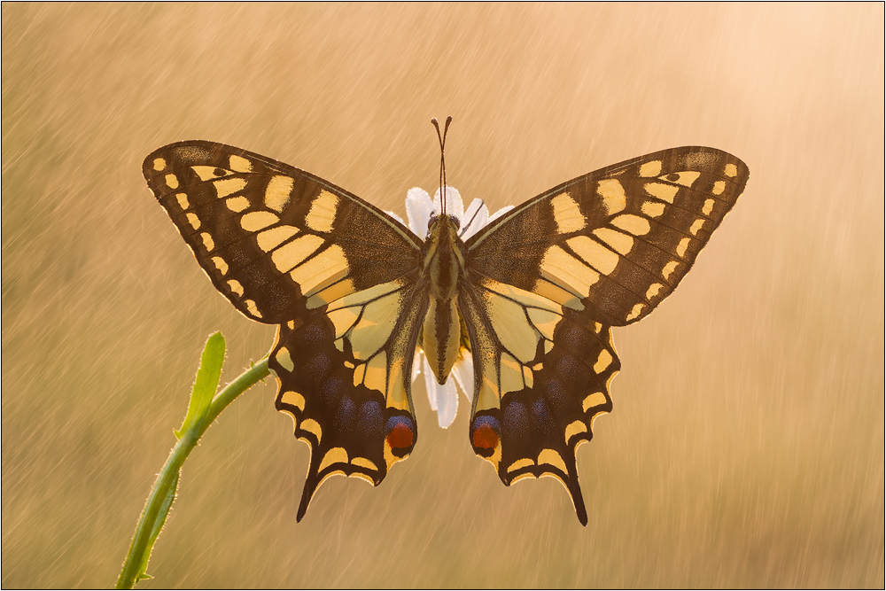 Schwalbenschwanz (Papilio machaon)