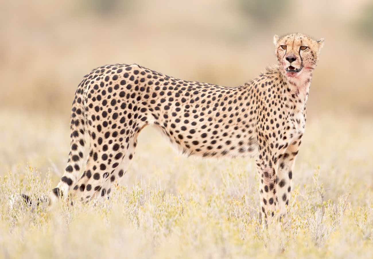 Gepard (Forum für Naturfotografen)