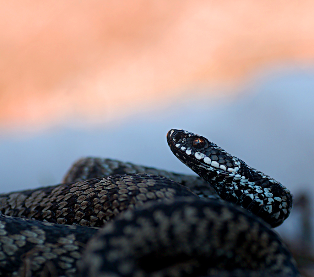 Vipera berus (Forum für Naturfotografen)