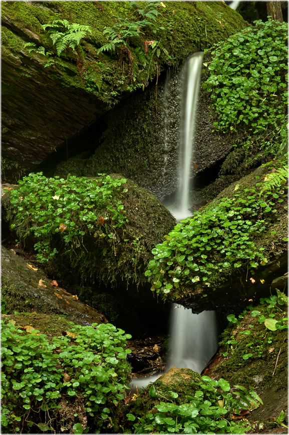 Frisches Grün