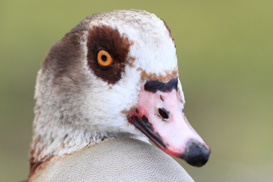 Nilgans Closeup