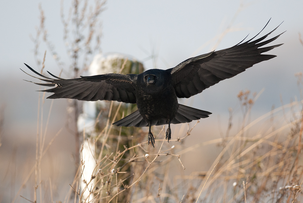 Corvus Corone