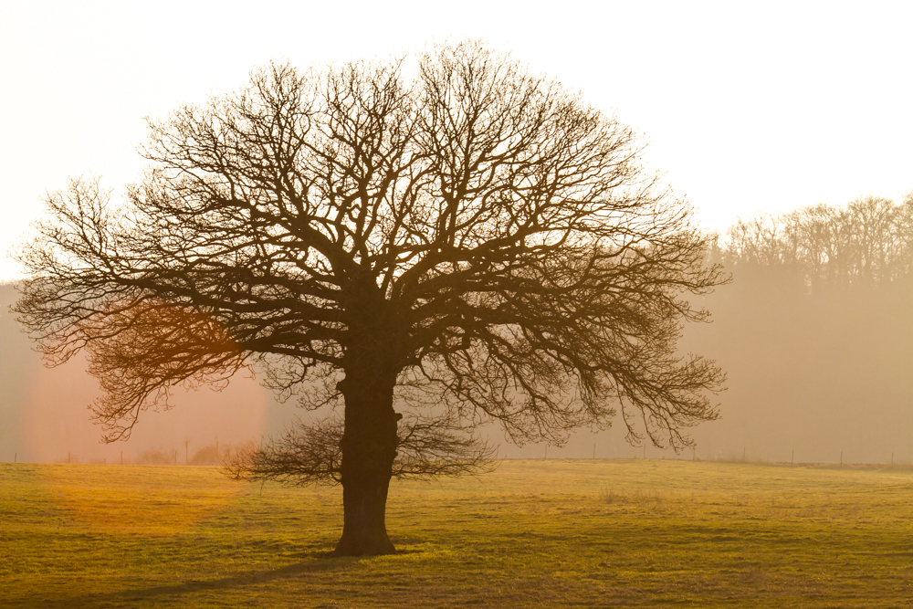 Solitärbaum im Abendlicht