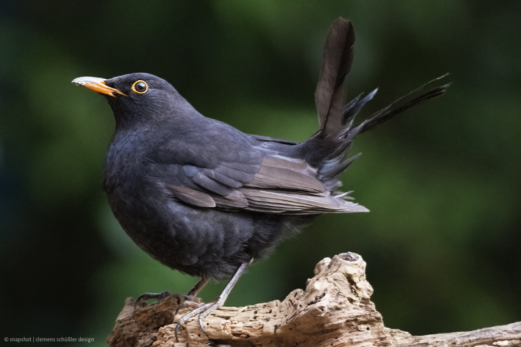 Amsel