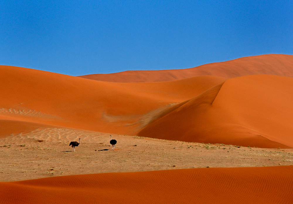 Strausse in Sossusvlei