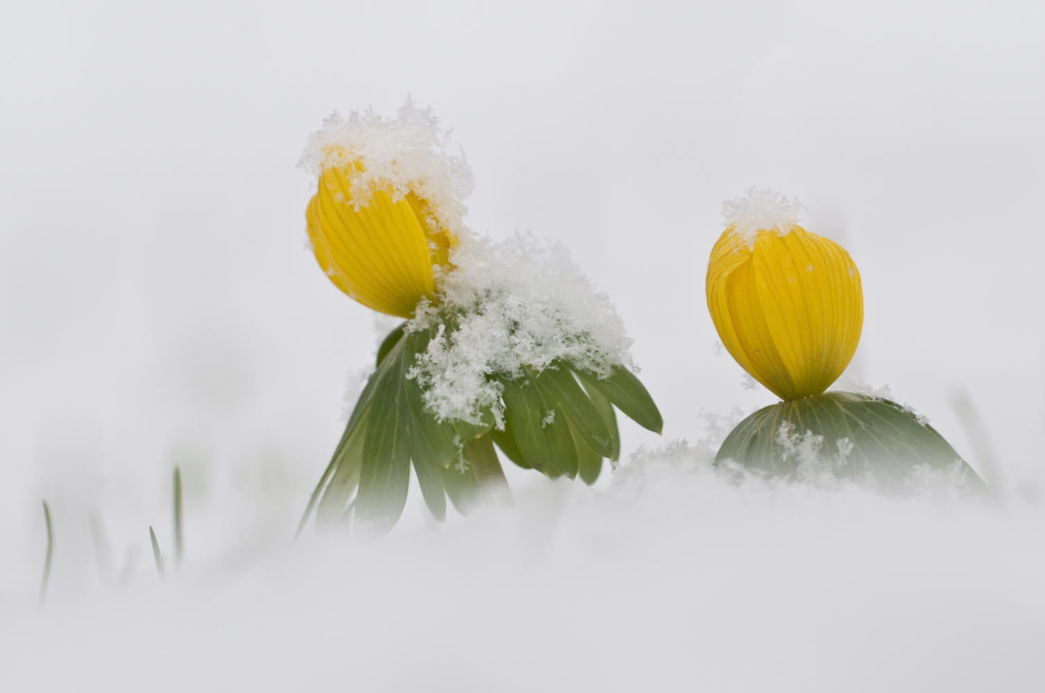 Winterlinge