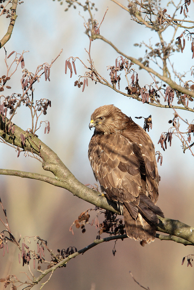Mäusebussard Wildlife