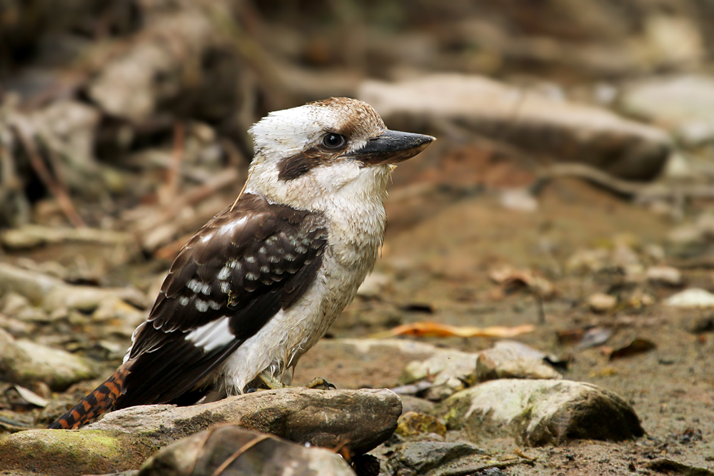 ~ Kookaburra ~