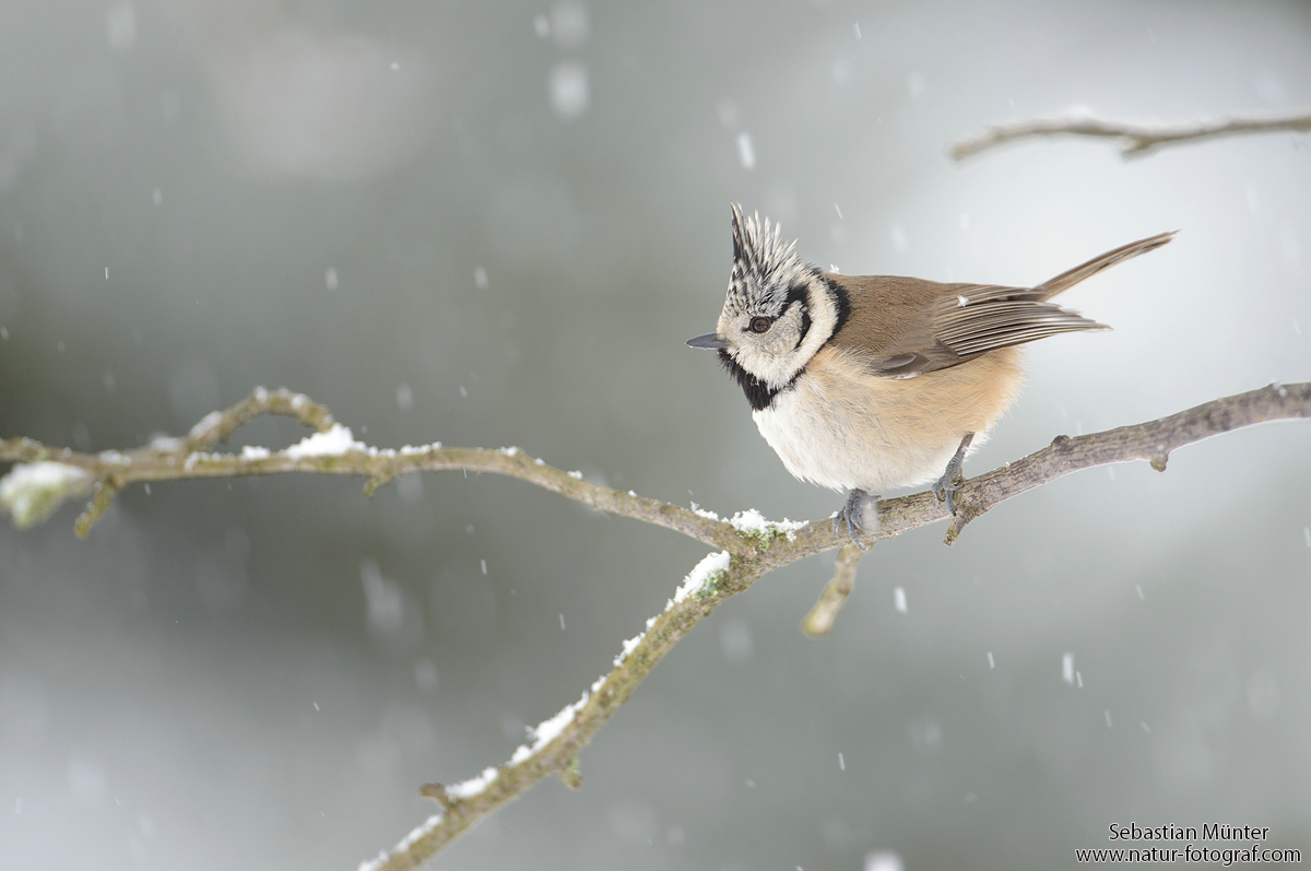 Haubenmeise (Lophophanes cristatus)