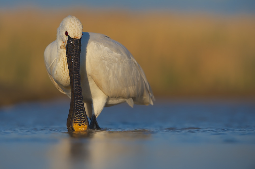 Der Löffler (Platalea leucorodia)