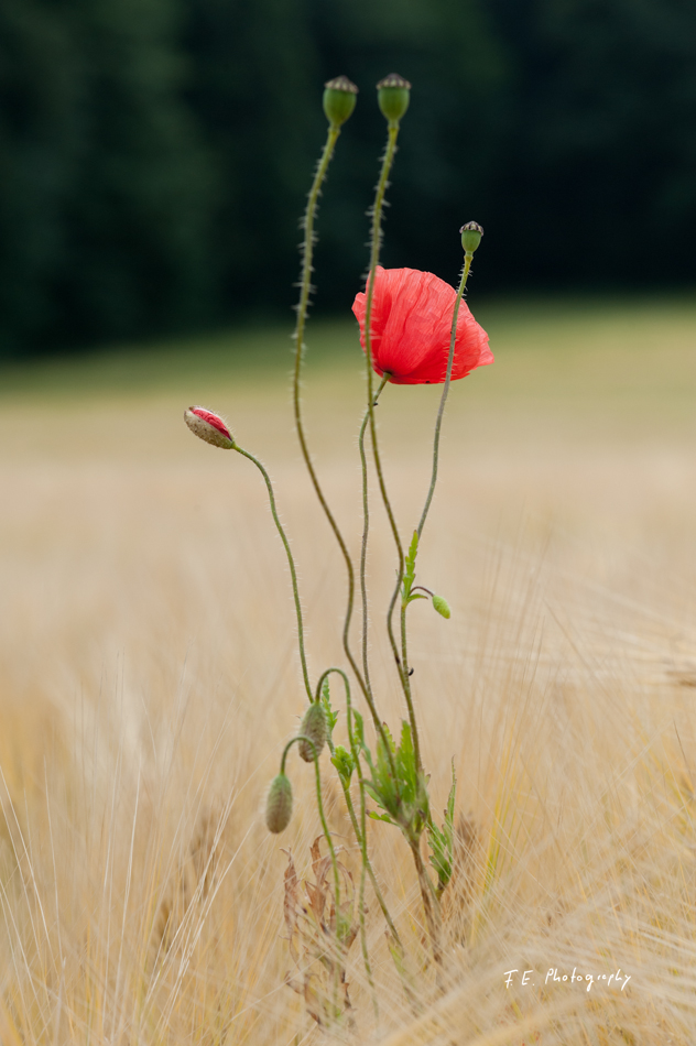 Klatschmohn