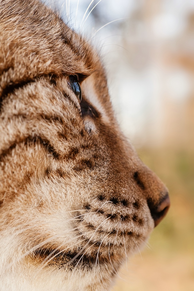 Luchs Portrait