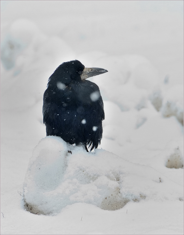 *bei Schneefall*