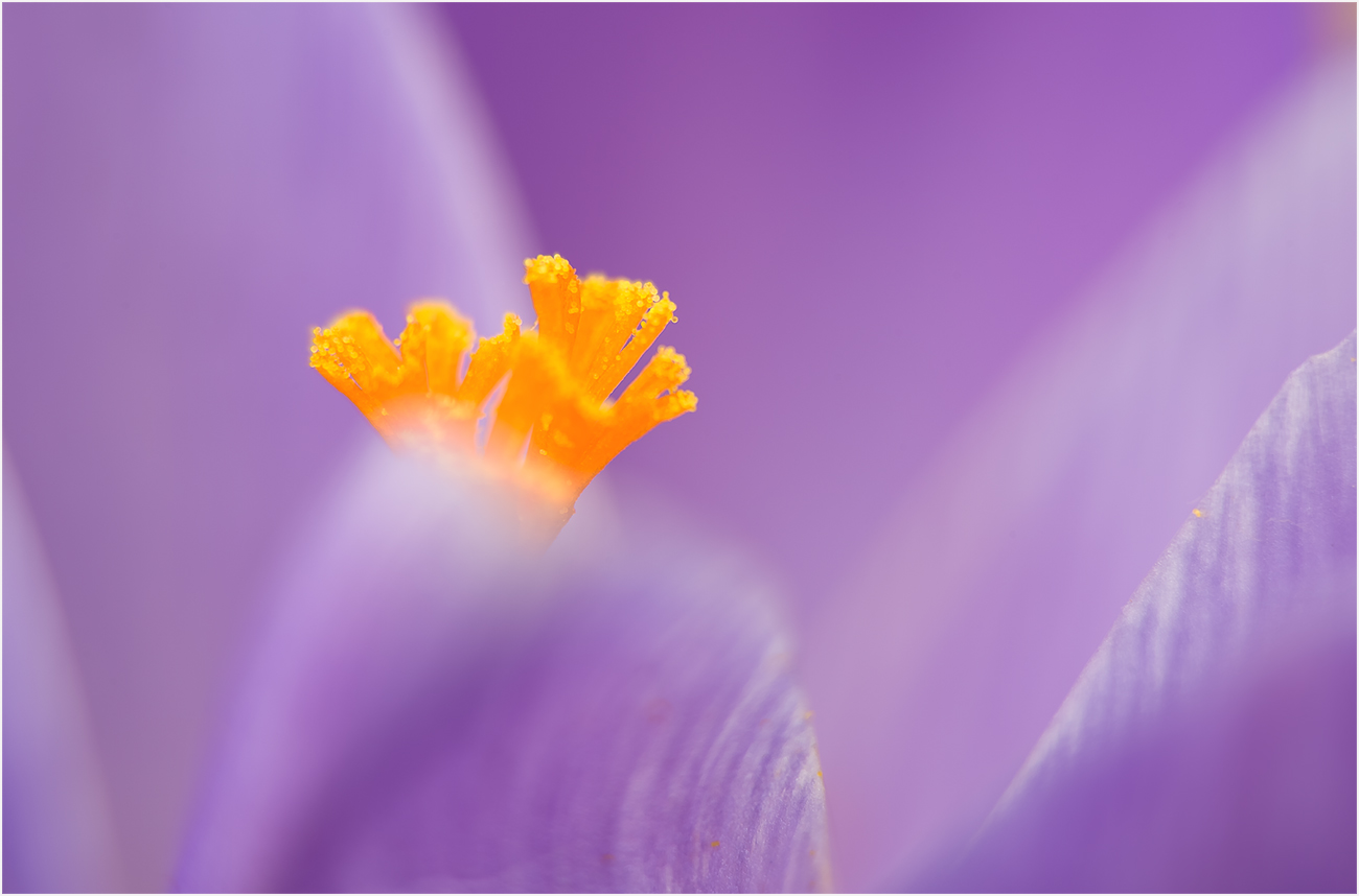 im Innern der Krokusblüte