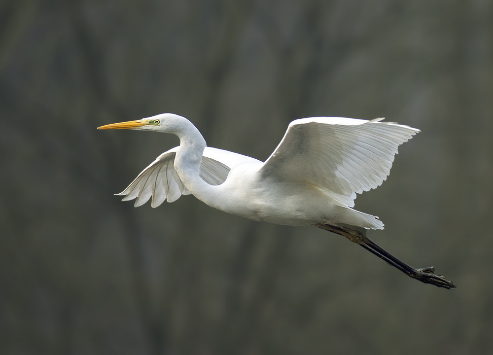 Silberreiher in Bochum