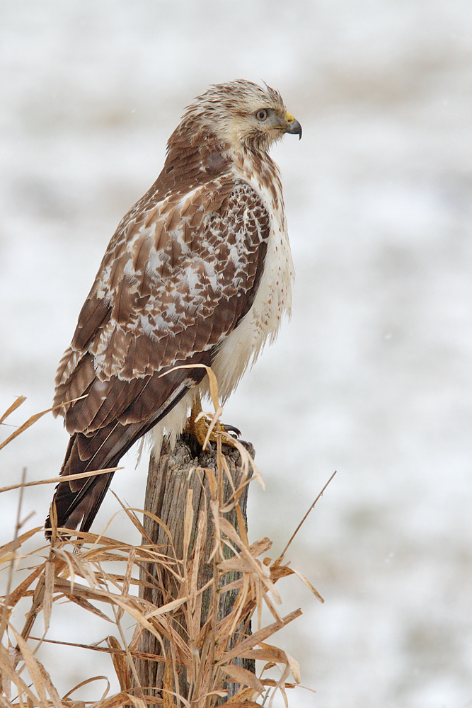 Mäusebussard Wildlife