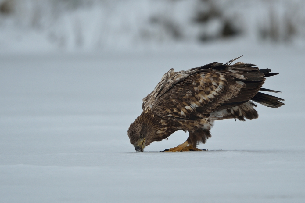 Seeadler