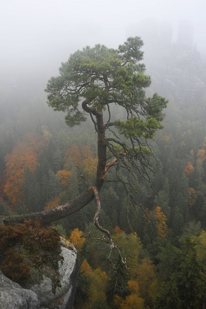 Bergkiefer Bastei