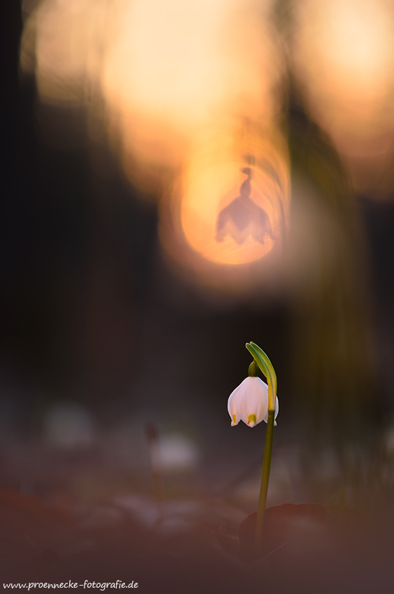 Frühlingserwachen im Auwald