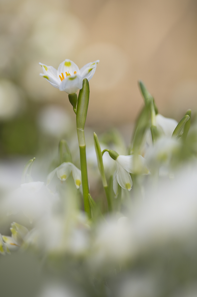 Märzenbecher - Leucojum vernum