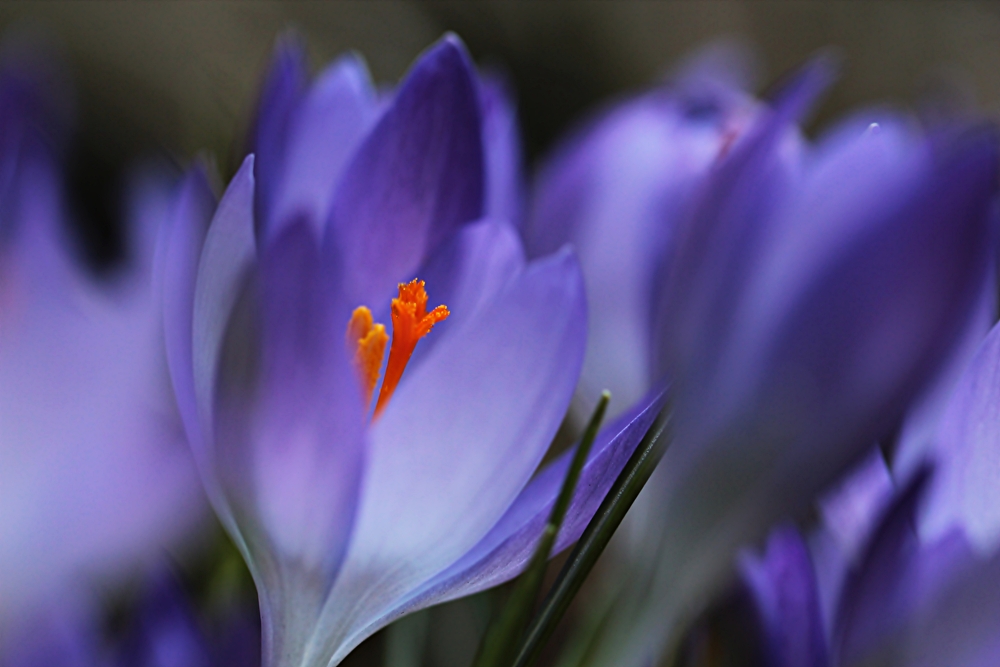 Krokus