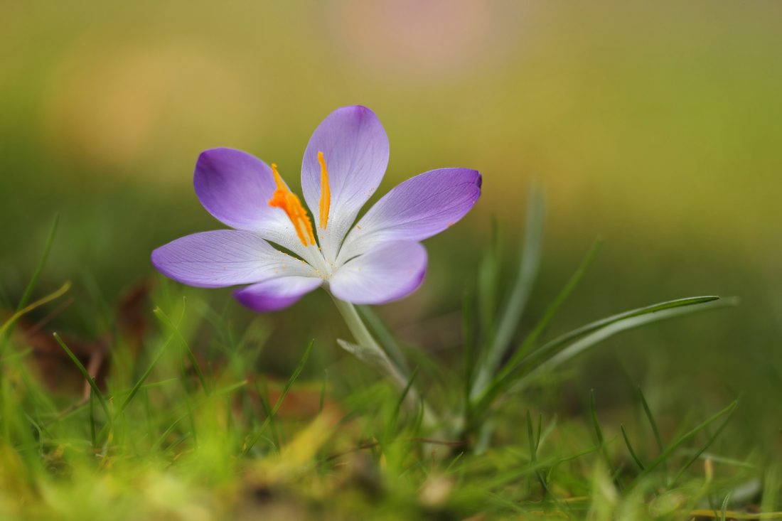 Nur ein kleiner Krokus ...