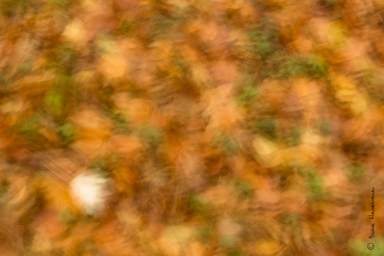 Letzten Herbst....