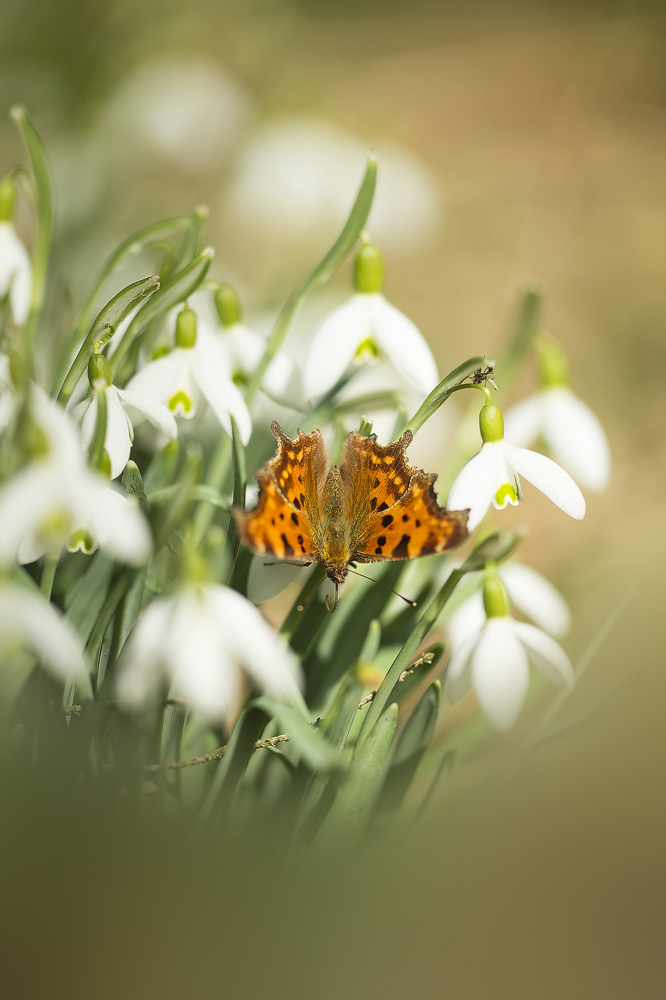 Frühling