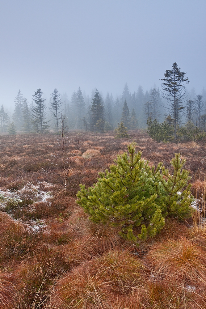 Nebelstimmung im Moor