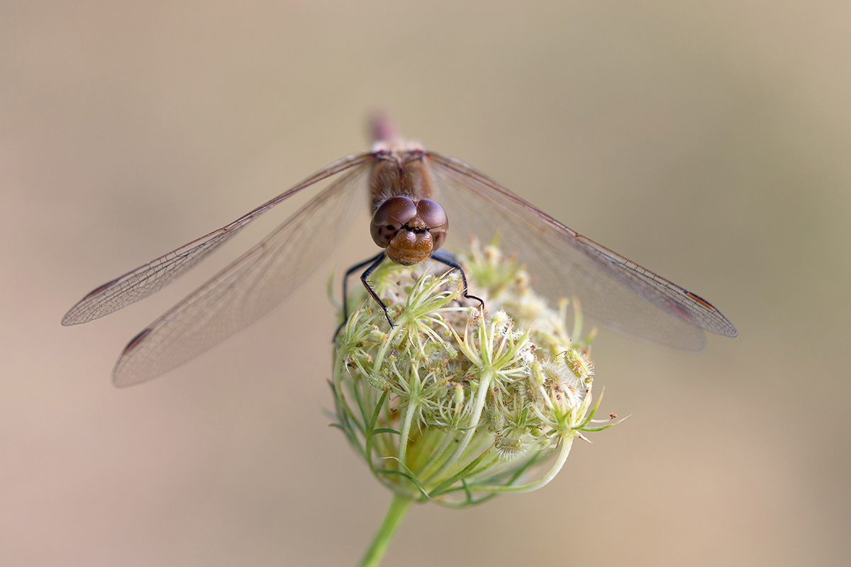 Feuerlibelle