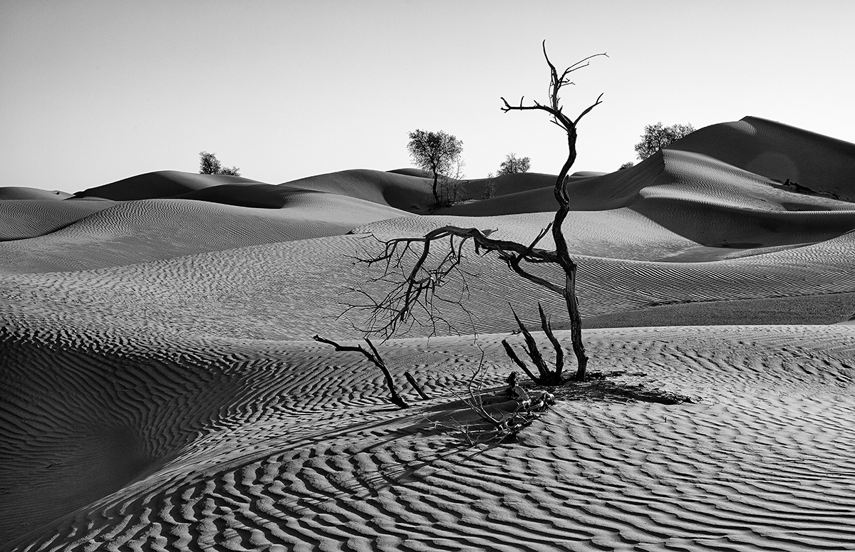 Wüste einmal anders. (Forum für Naturfotografen)