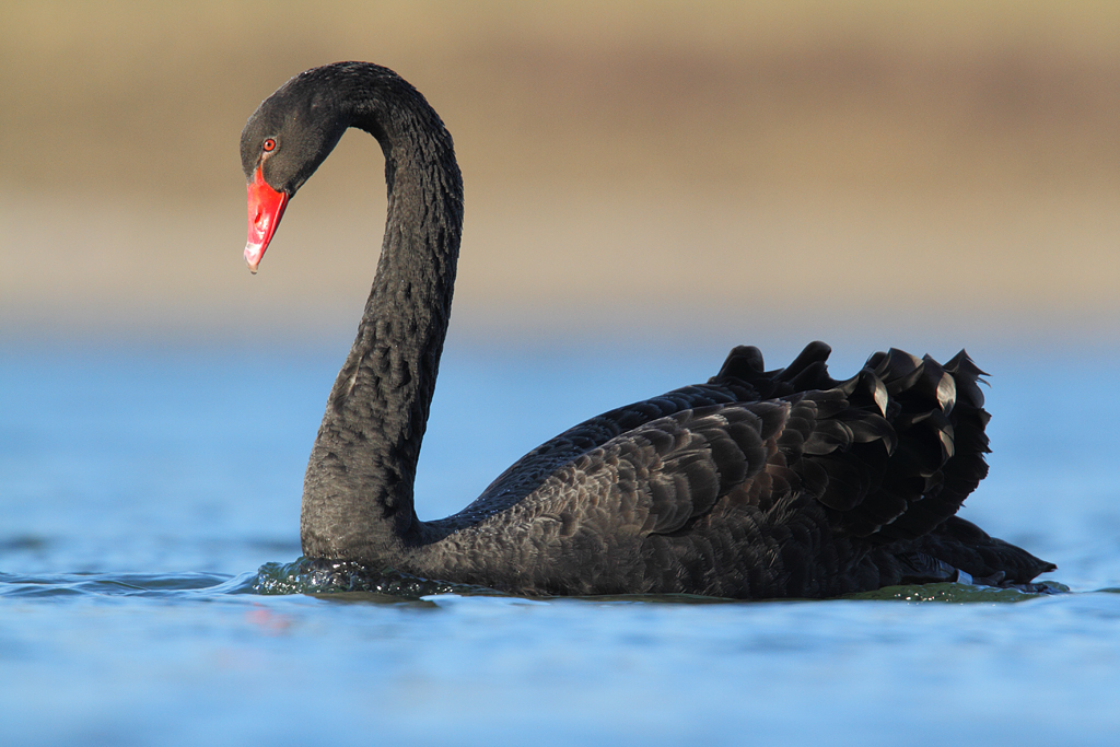 Trauerschwan statt Amphibiensaison