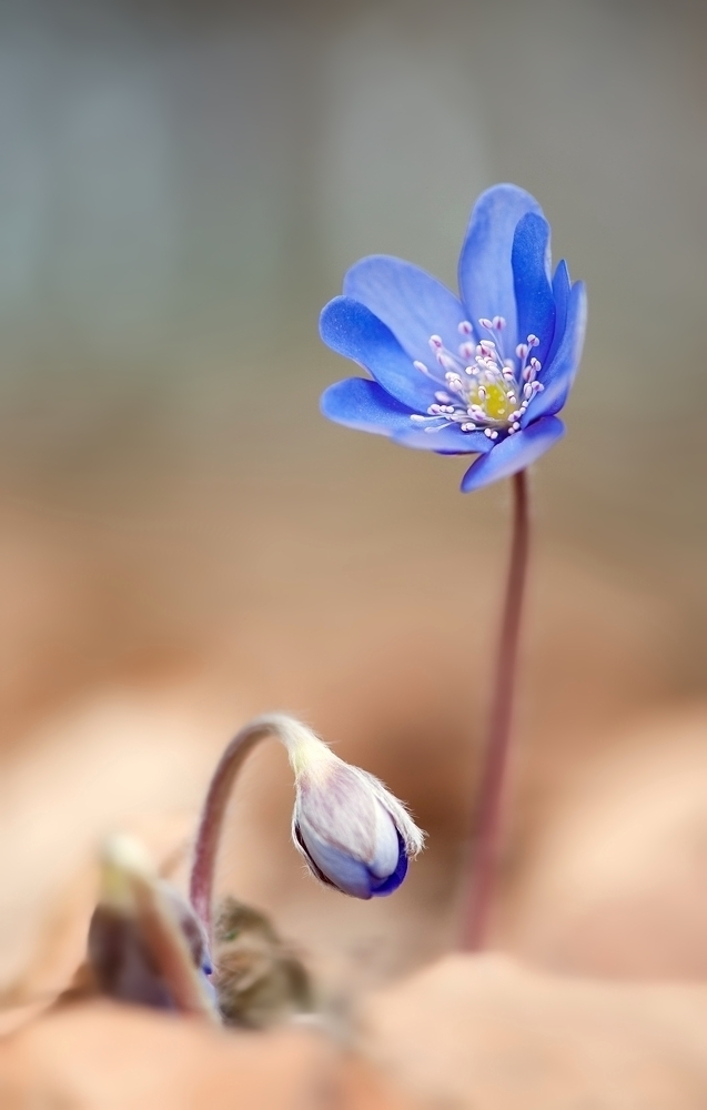 Leberblümchen