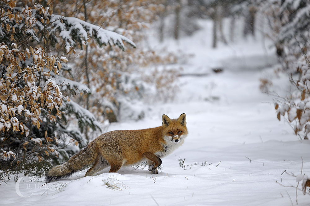 Rotfuchs im Schnee 2