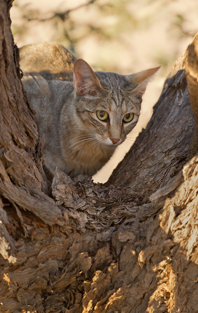 Afrikanische Wildkatze