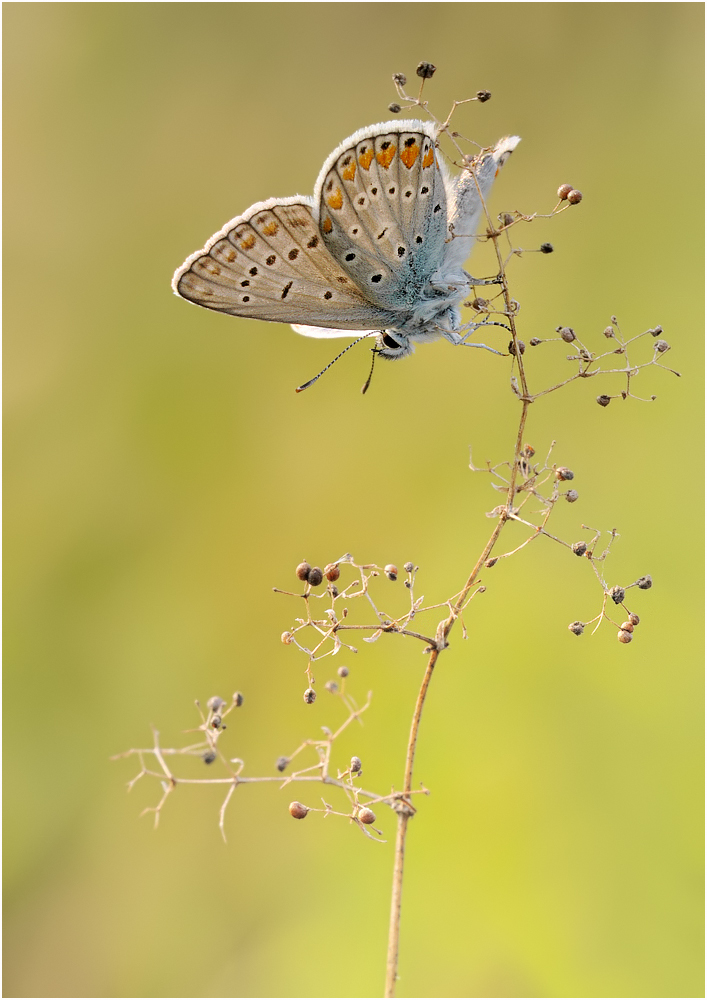 Polyommatus icarus
