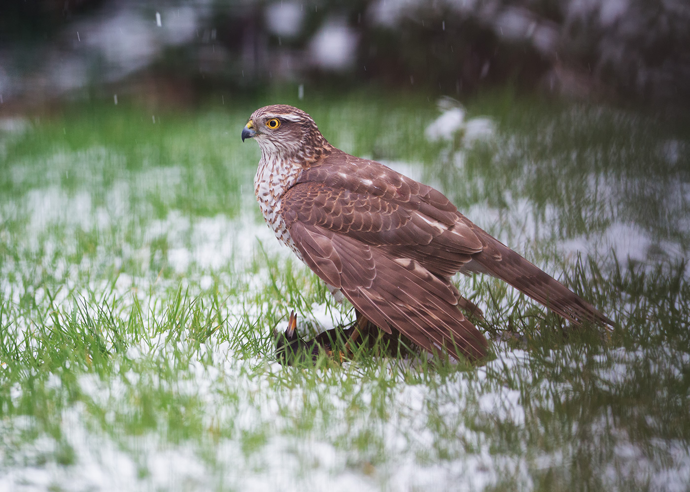 Tod einer Amsel