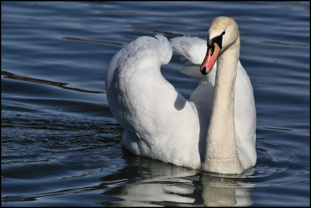 von stolzen schwan...